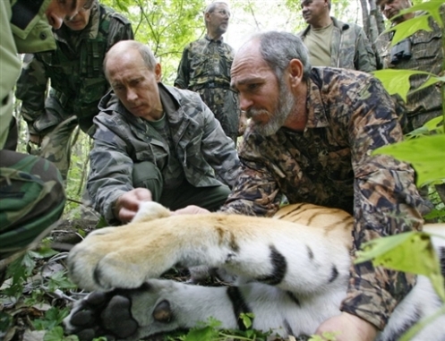 打击非法猎捕，保护珍稀虎类生态安全最新动态