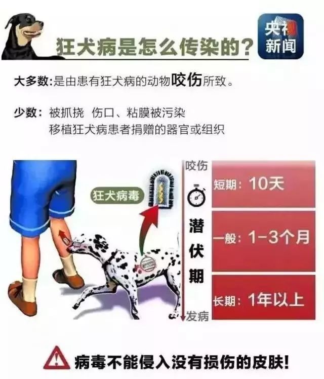 全球狂犬病最新动态，防控形势及应对策略解析