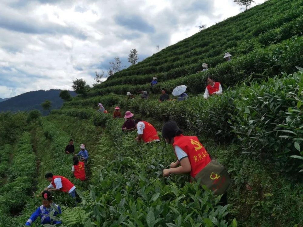 茶园最新招聘动态与职业机会探讨