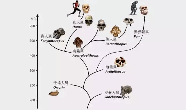 澳门最精准正最精准龙门蚕,动态调整策略执行_扩展版73.260