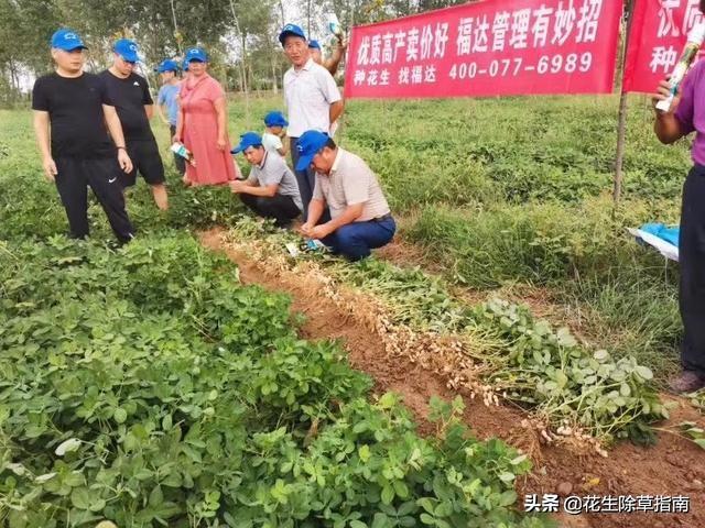 花生价格最新行情解析