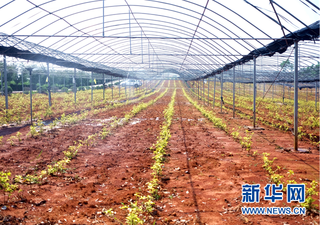 祠山岗茶场新领导团队引领产业迈上新台阶