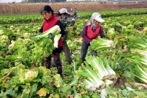 蔬菜价格最新行情及市场走势分析与预测报告