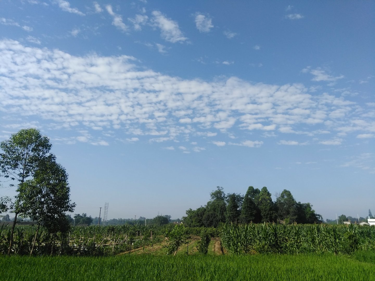 福禄镇天气预报更新通知