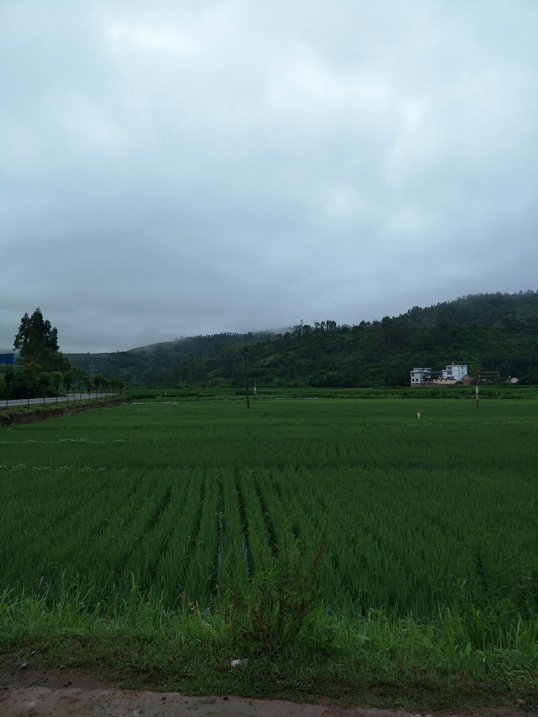 南华农场虚拟镇天气预报更新