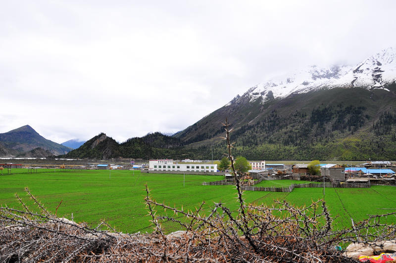 月露桂枝香