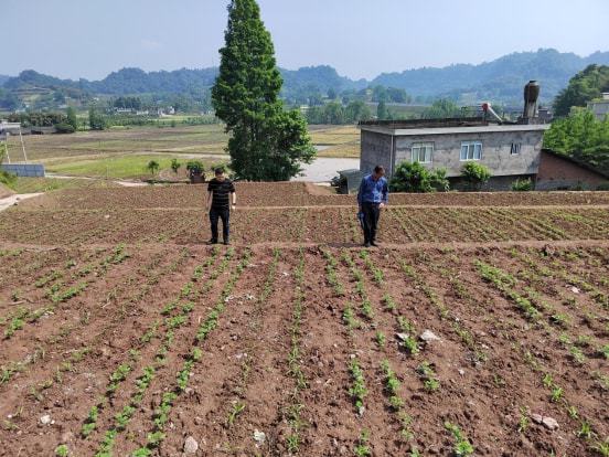 阳朔县农业农村局新项目推动农业现代化助力乡村振兴